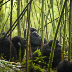 1 Day Gorilla Trekking Rwanda from Kigali