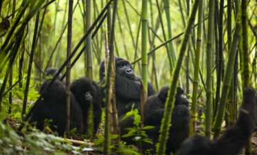 1 Day Gorilla Trekking Rwanda from Kigali