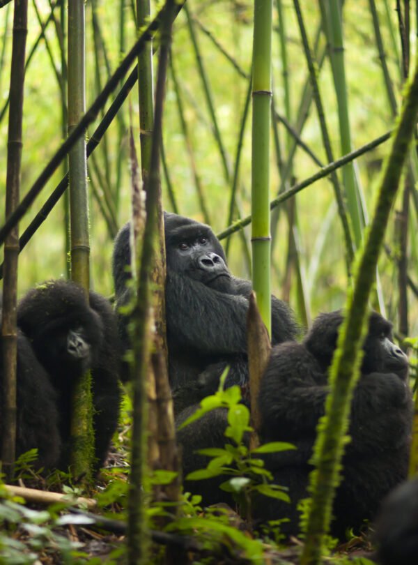1 Day Gorilla Trekking Rwanda from Kigali