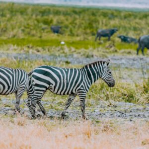 1 day Akagera National Park safari from Kigali price