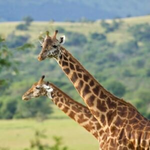 1 day Akagera safari from Kigali