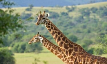 1 day Akagera safari from Kigali