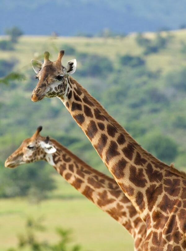 1 day Akagera safari from Kigali