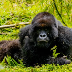 1 day gorilla trekking Rwanda from Kigali