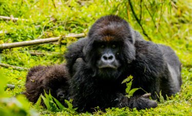 1 day gorilla trekking Rwanda from Kigali