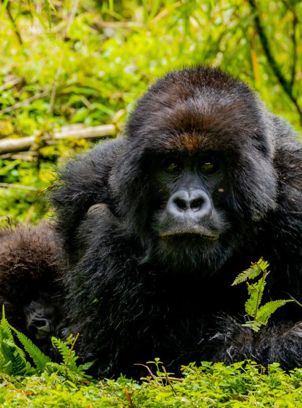 1 day gorilla trekking Rwanda from Kigali