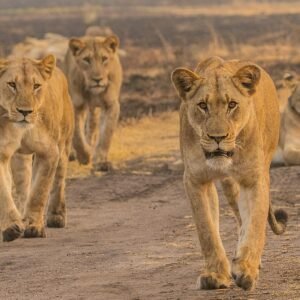 1 day akagera national park safari from kigali