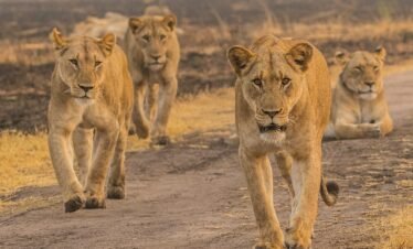 1 day akagera national park safari from kigali