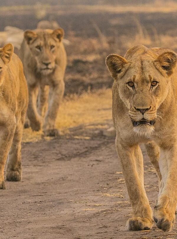 1 day akagera national park safari from kigali