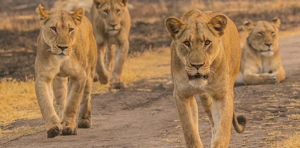 1 day akagera national park safari from kigali