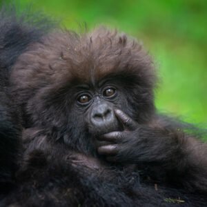 3 day gorilla trekking Rwanda in Volcanoes National Park