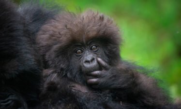 3 day gorilla trekking Rwanda in Volcanoes National Park