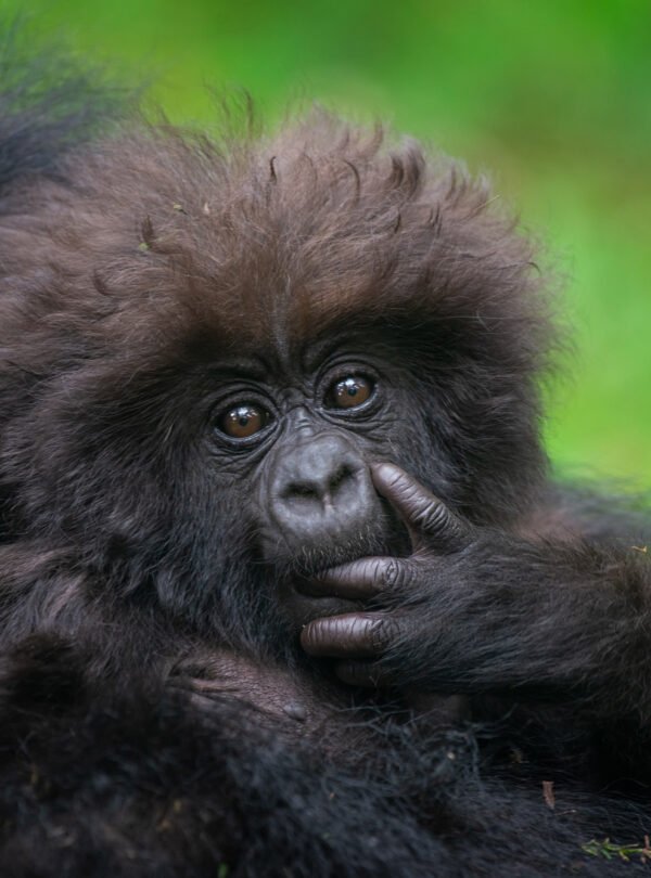 3 day gorilla trekking Rwanda in Volcanoes National Park