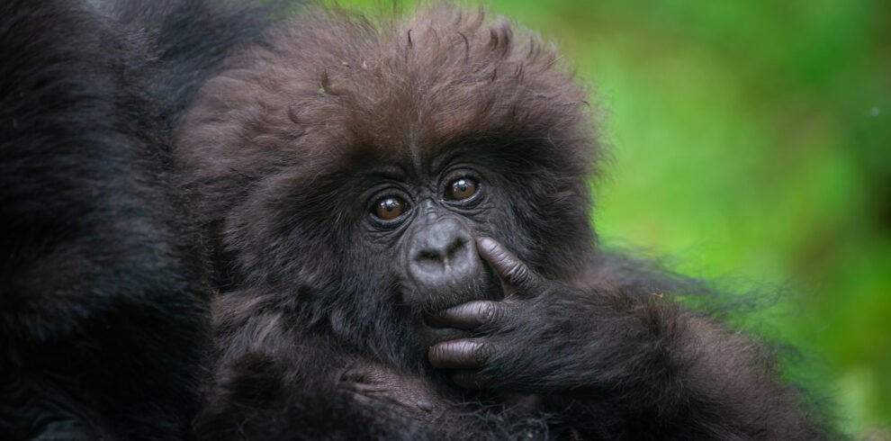3 day gorilla trekking Rwanda in Volcanoes National Park