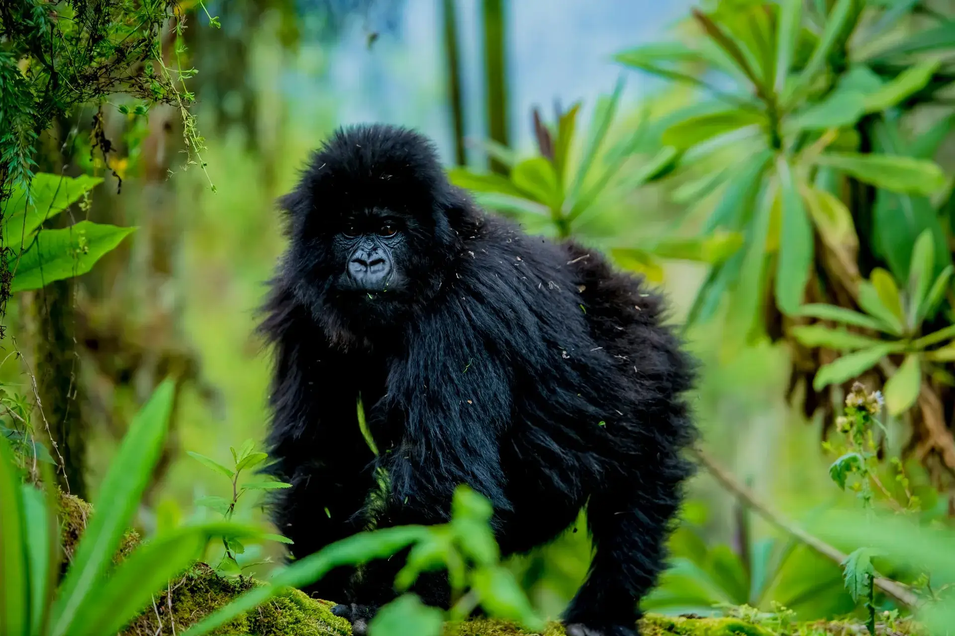 Gorilla Trekking Essentials