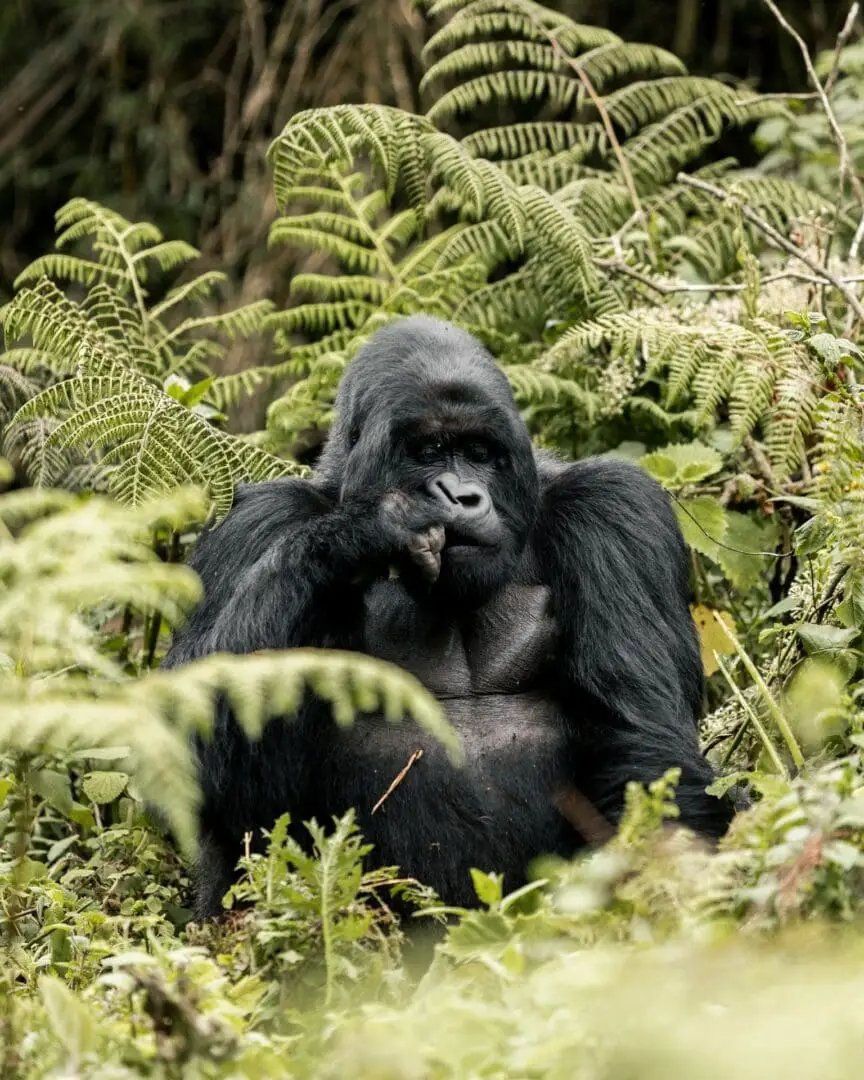 Rwanda Primate Safari