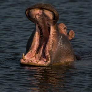 Akagera safari day trip from Kigali