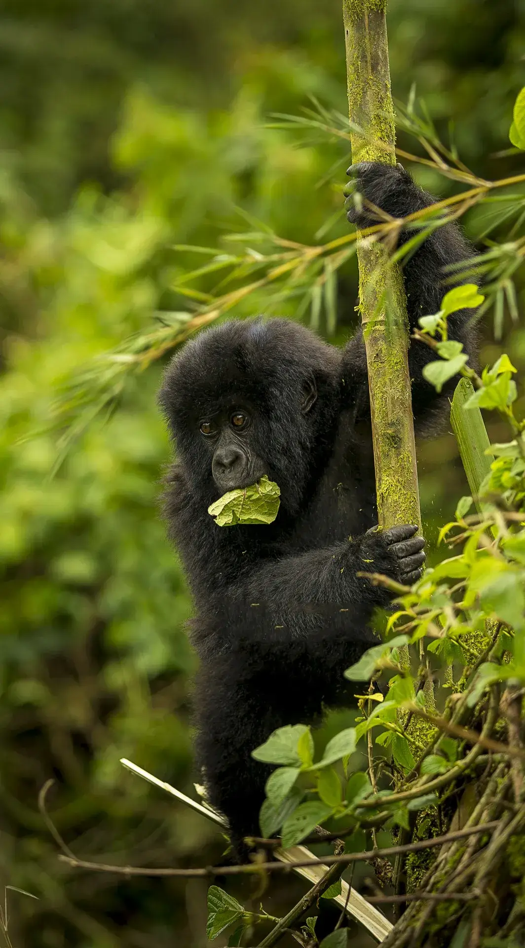 Gorilla Trekking in Rwanda