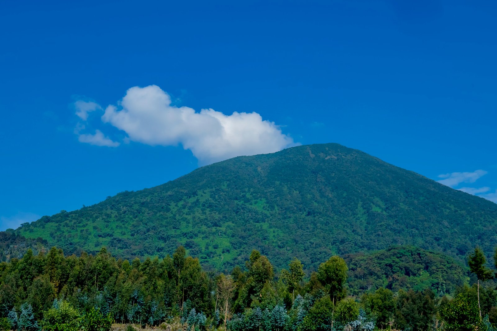 Bisoke volcano rising above trees under a blue sky, Volcanoes National Park, Rwanda