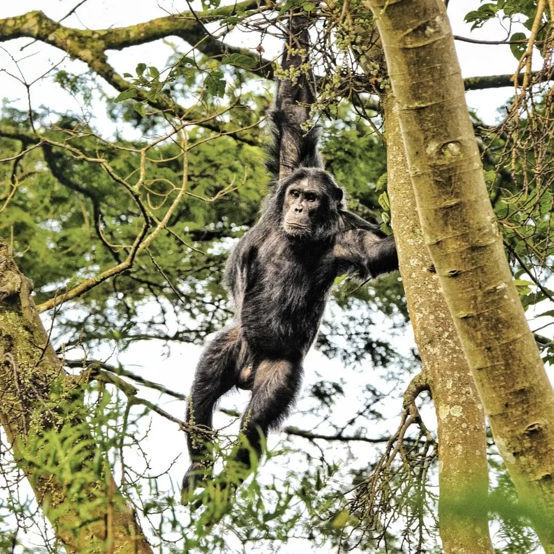 Rwanda Chimpanzee Trek