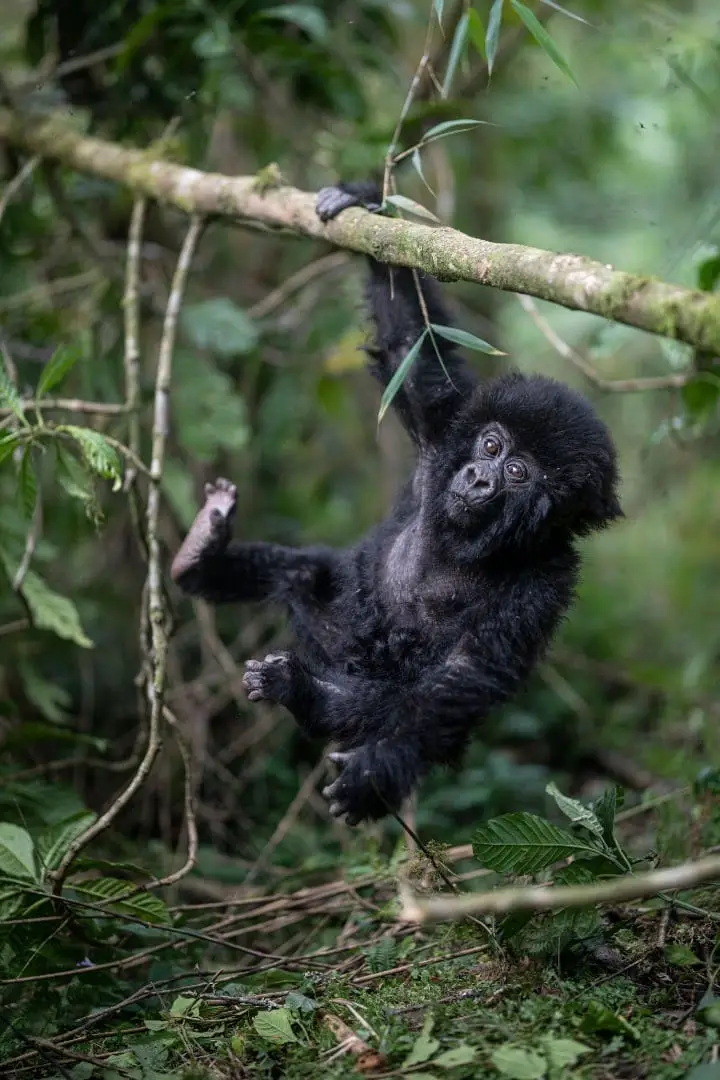 Luxury Gorilla Trekking Safari