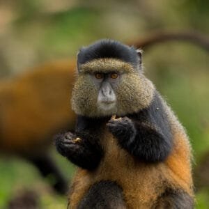 Golden Monkey Trekking