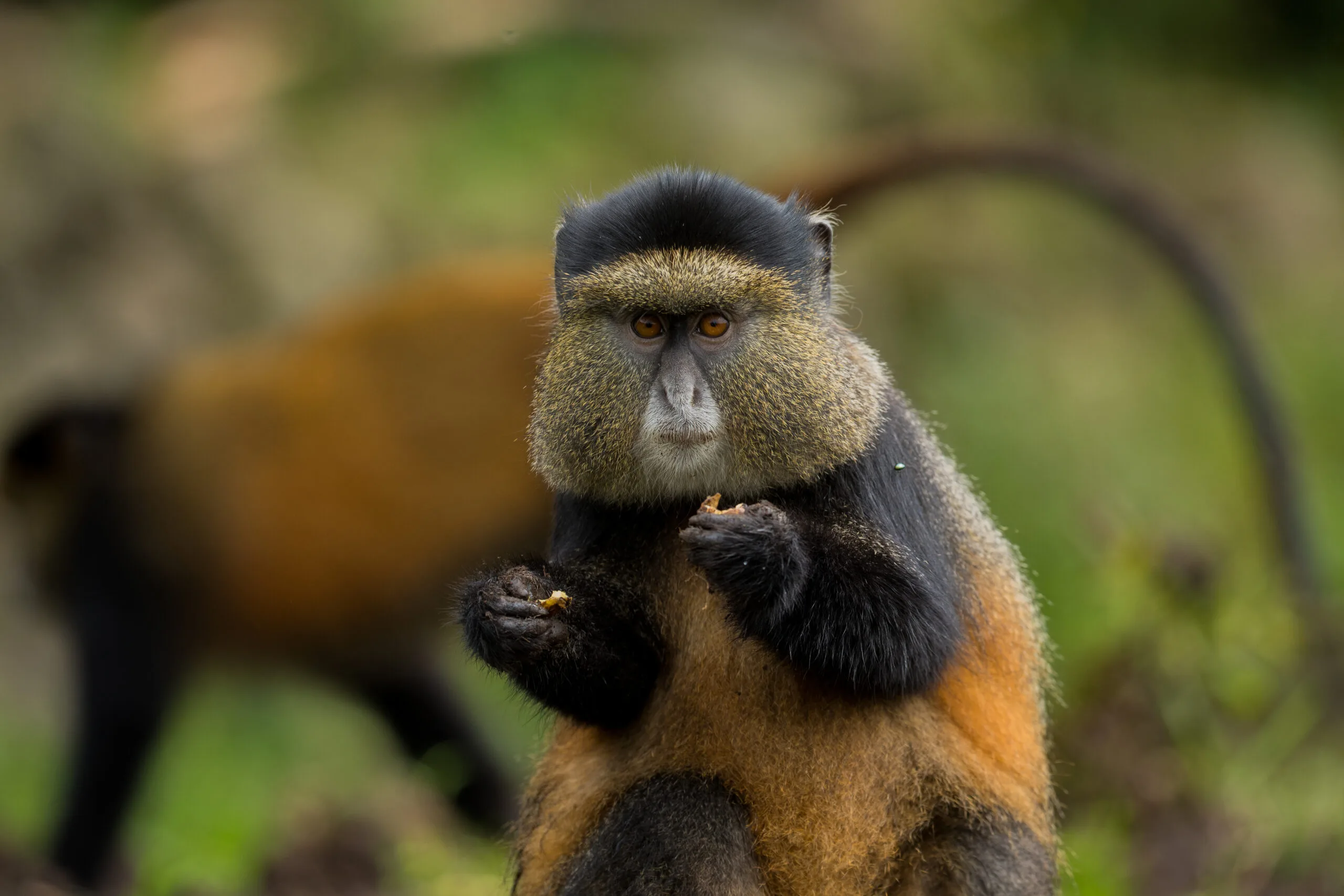 3-Day Private Luxury Gorilla Trekking & Golden Monkeys Rwanda