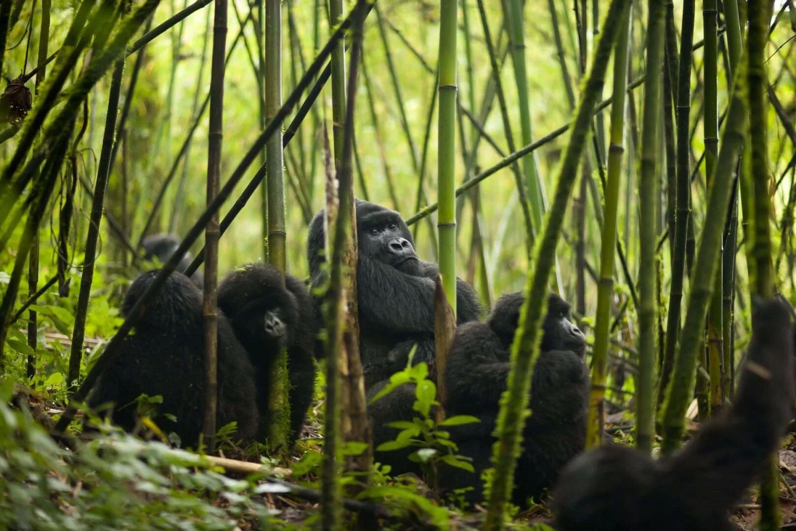 Safari Bookings Rwanda