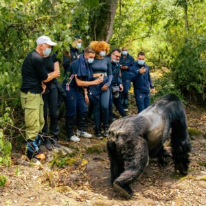 4 Day Ultra Luxury Rwanda Gorilla Safari