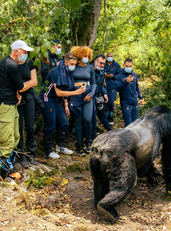 4 Day Ultra Luxury Rwanda Gorilla Safari