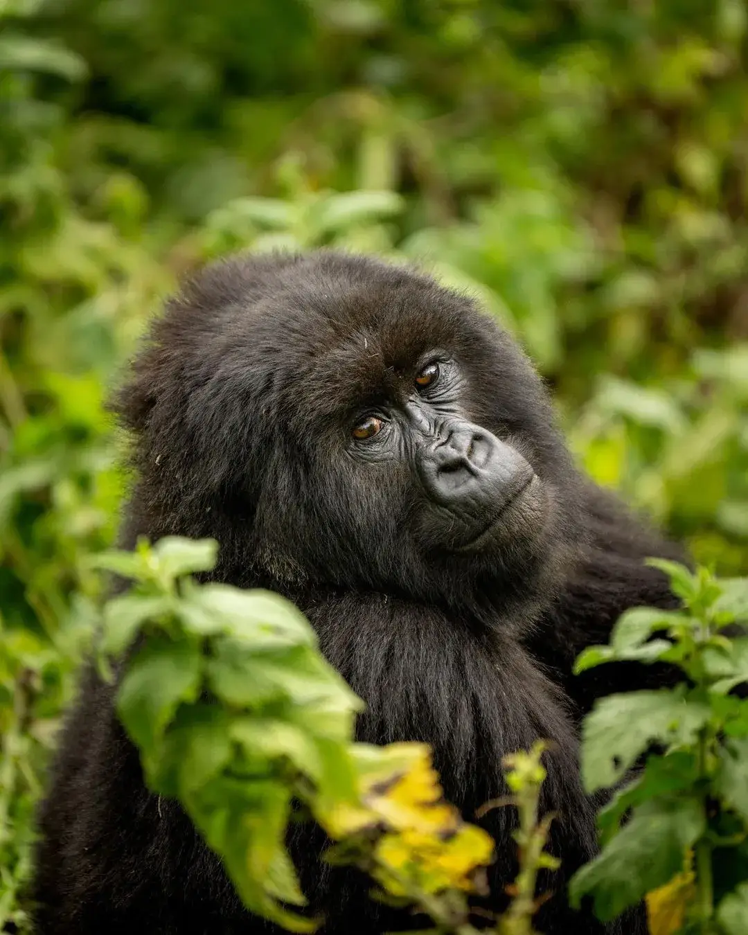 Gorilla in the Volcanoes National Park