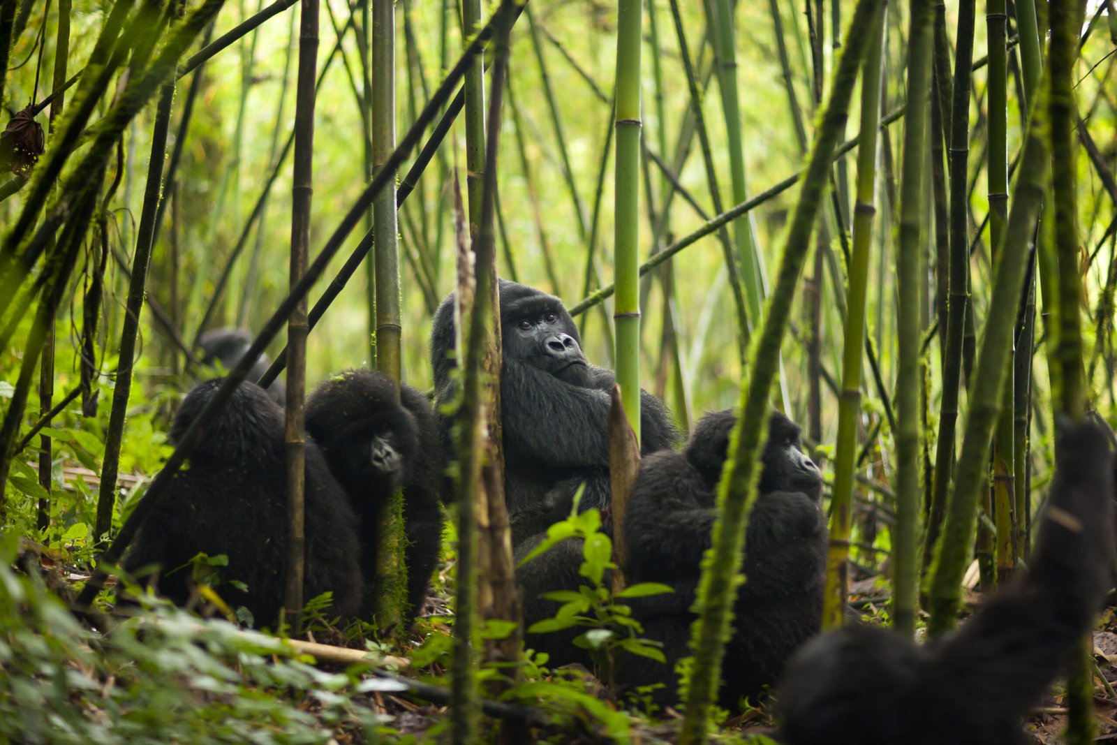 Gorilla Trekking Rwanda Tours / Safaris