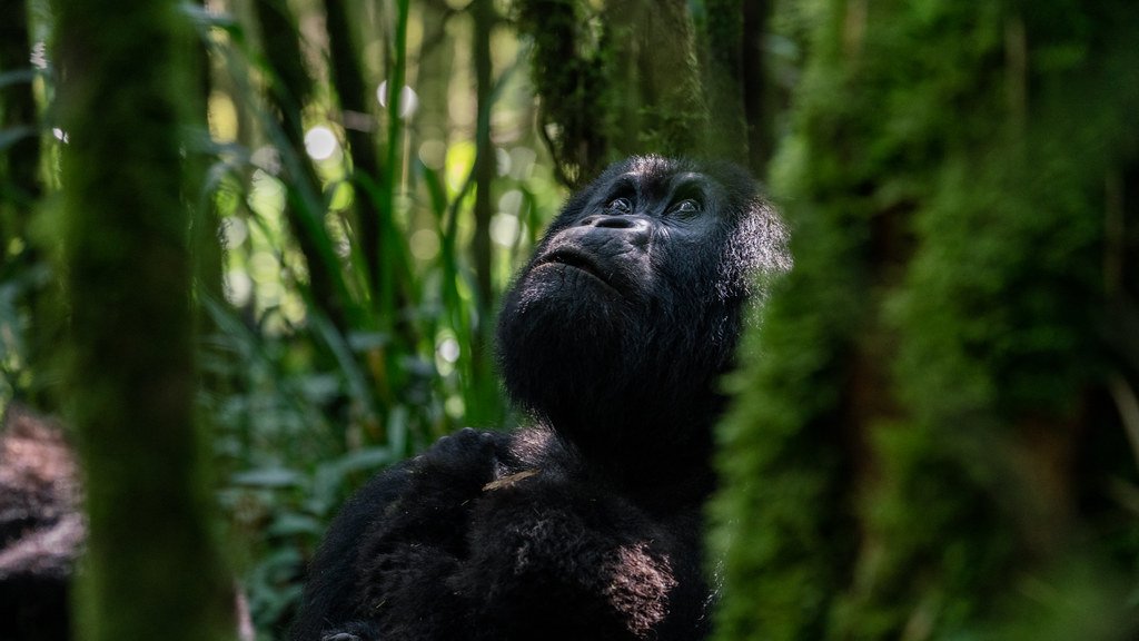Gorilla Trekking Rwanda Cost
