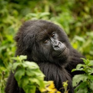 4 Day Ultra Luxury Rwanda Gorilla Safari