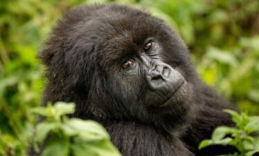 4 Day Ultra Luxury Rwanda Gorilla Safari