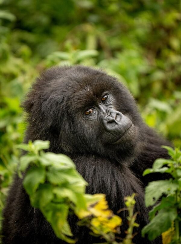 4 Day Ultra Luxury Rwanda Gorilla Safari