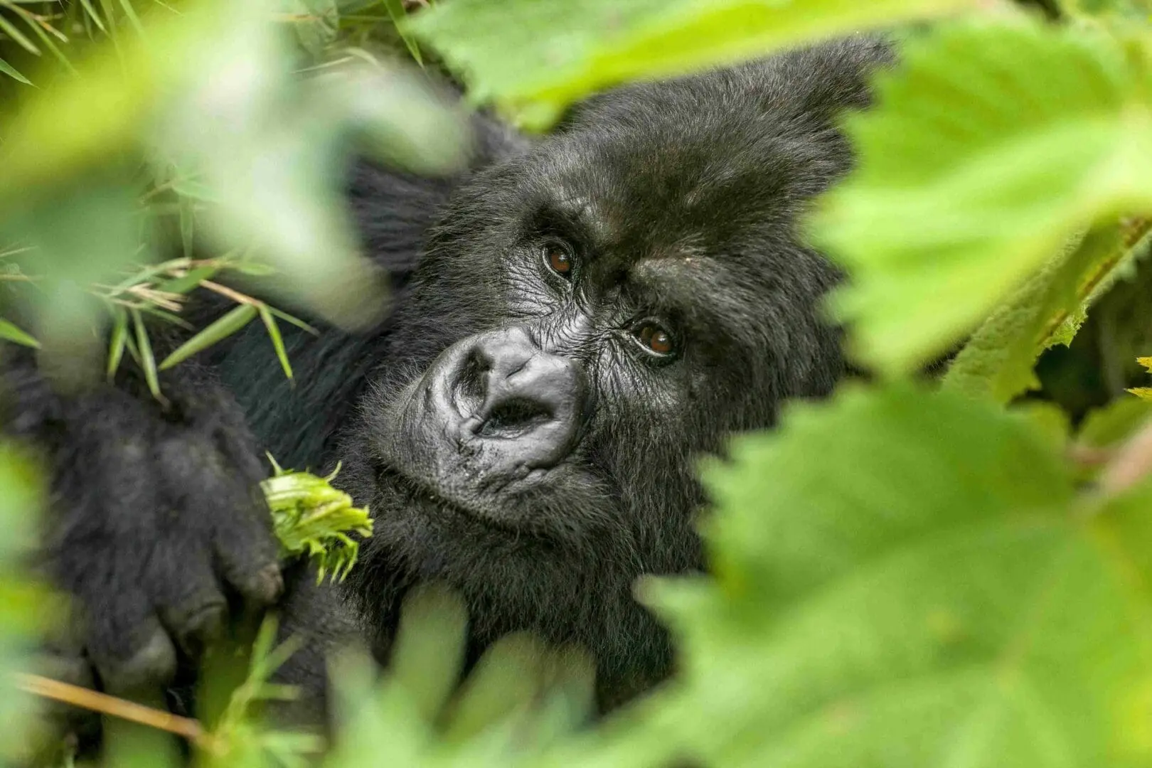 Gorilla Trekking in Rwanda