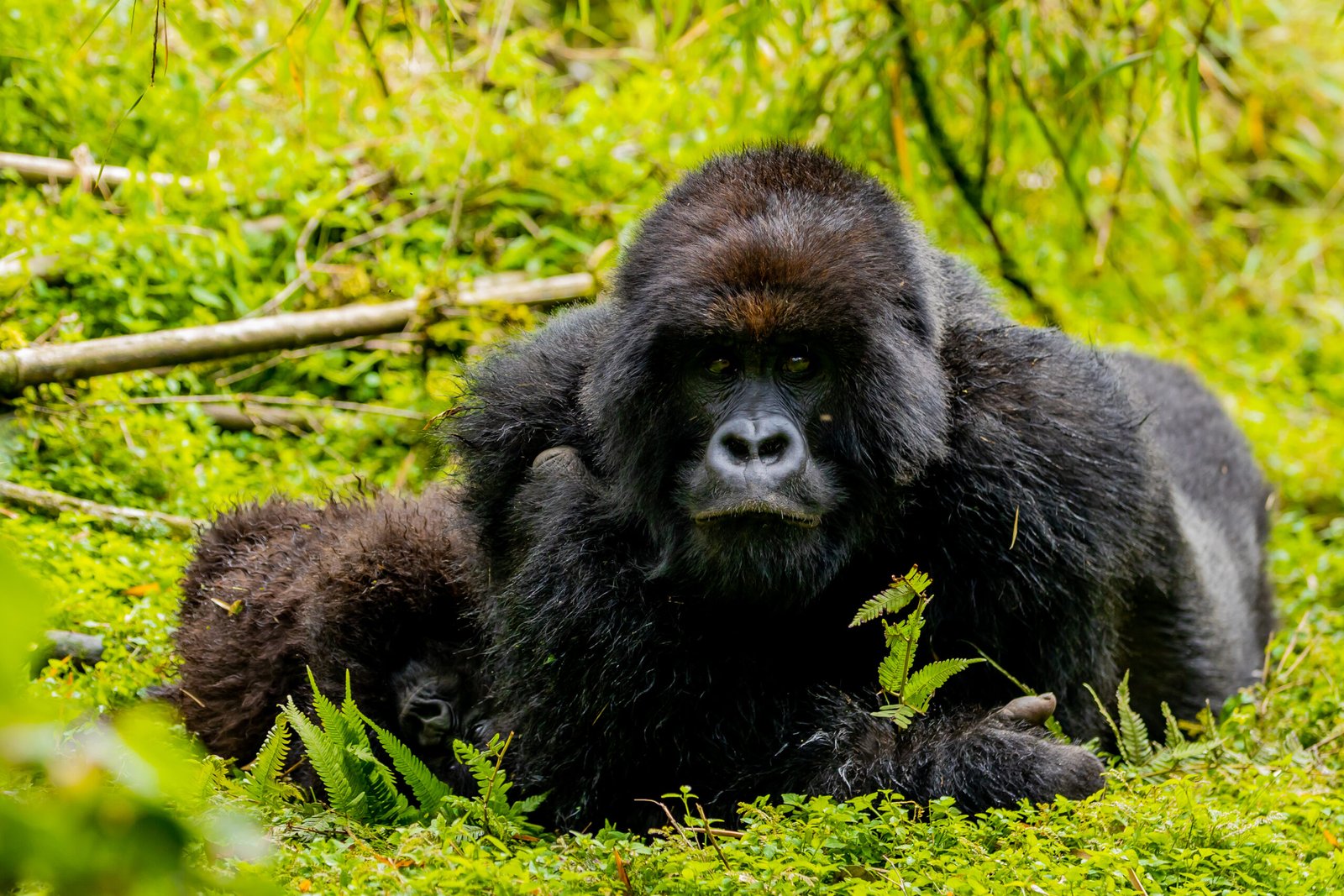 How Much Does Gorilla Trekking in Rwanda Cost?