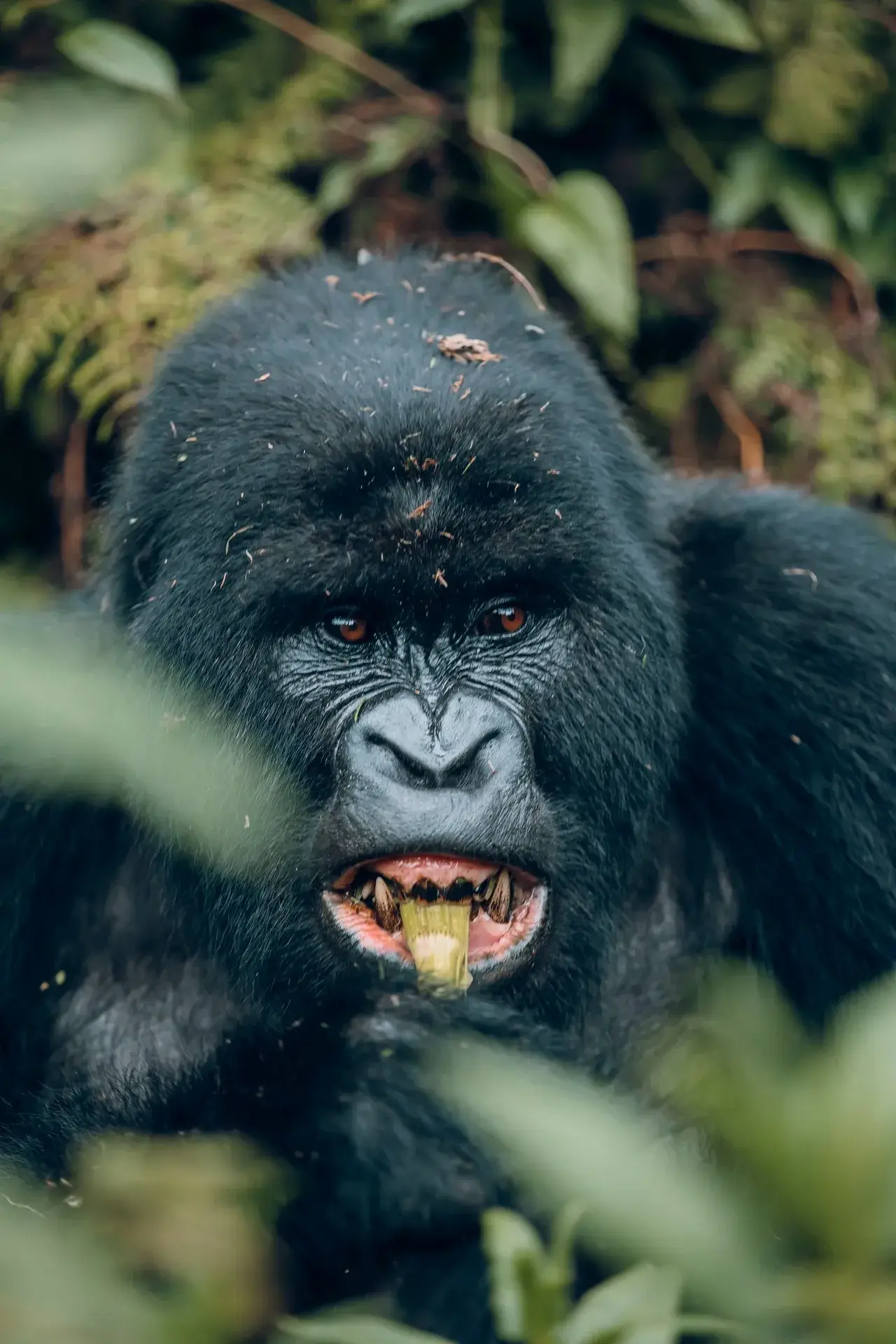 Rwanda Gorilla Tour