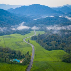 3 Day Nyungwe Chimpanzee & Canopy Walk Safari