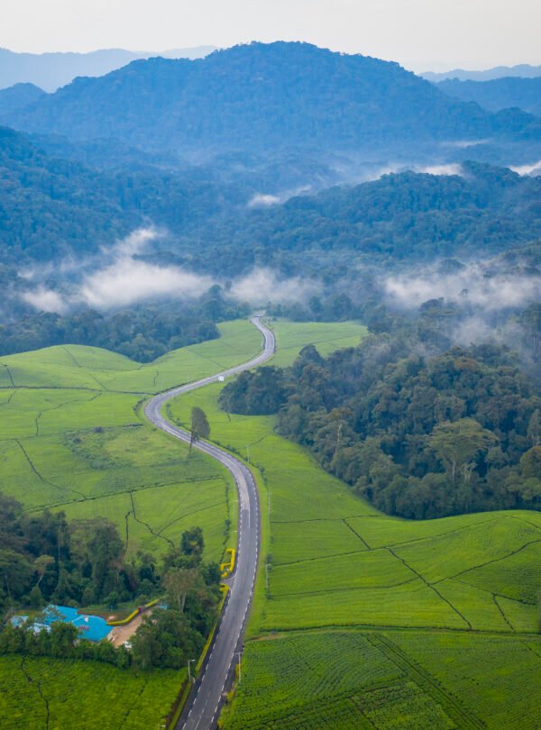 3 Day Nyungwe Chimpanzee & Canopy Walk Safari