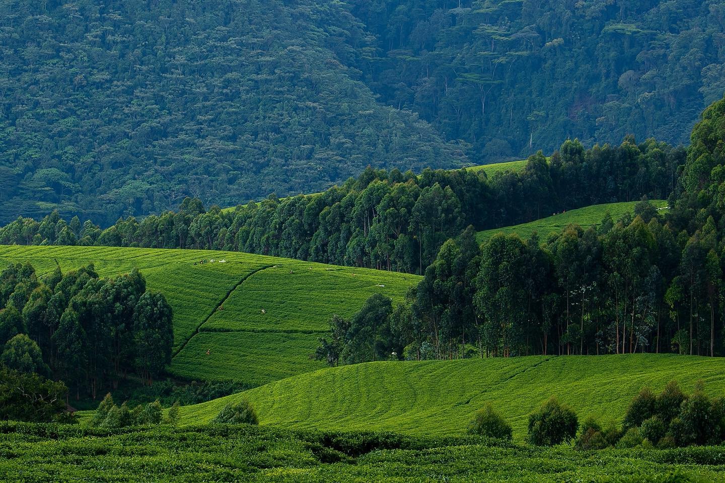 Gishwati Mukura National Park