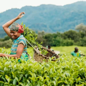 3 Day Nyungwe Chimpanzee & Canopy Walk Safari