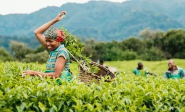 3 Day Nyungwe Chimpanzee & Canopy Walk Safari