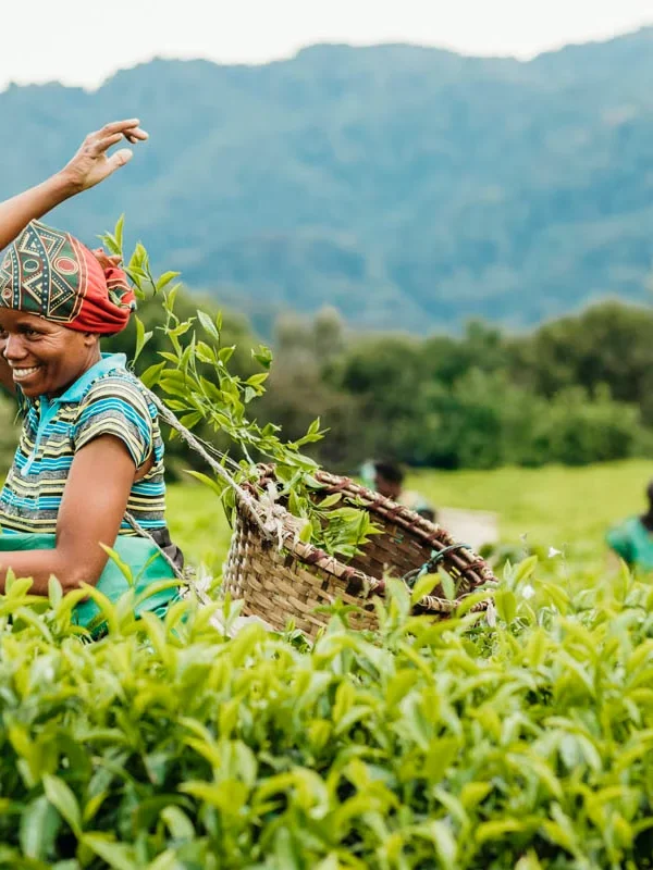 3 Day Nyungwe Chimpanzee & Canopy Walk Safari