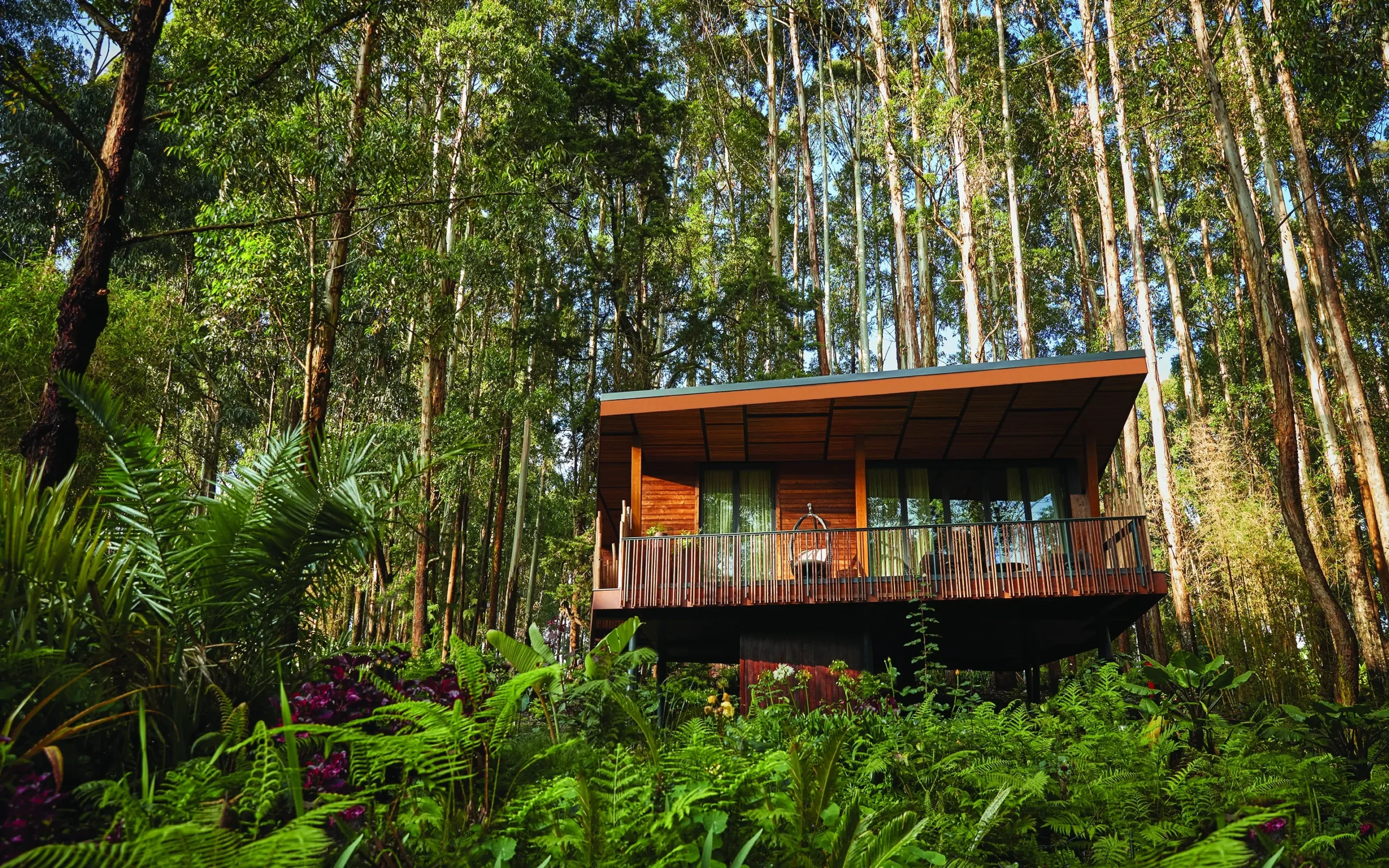 Wooden suite on stilts among tall trees and ferns at One&Only Gorilla's Nest, Volcanoes area, Rwanda