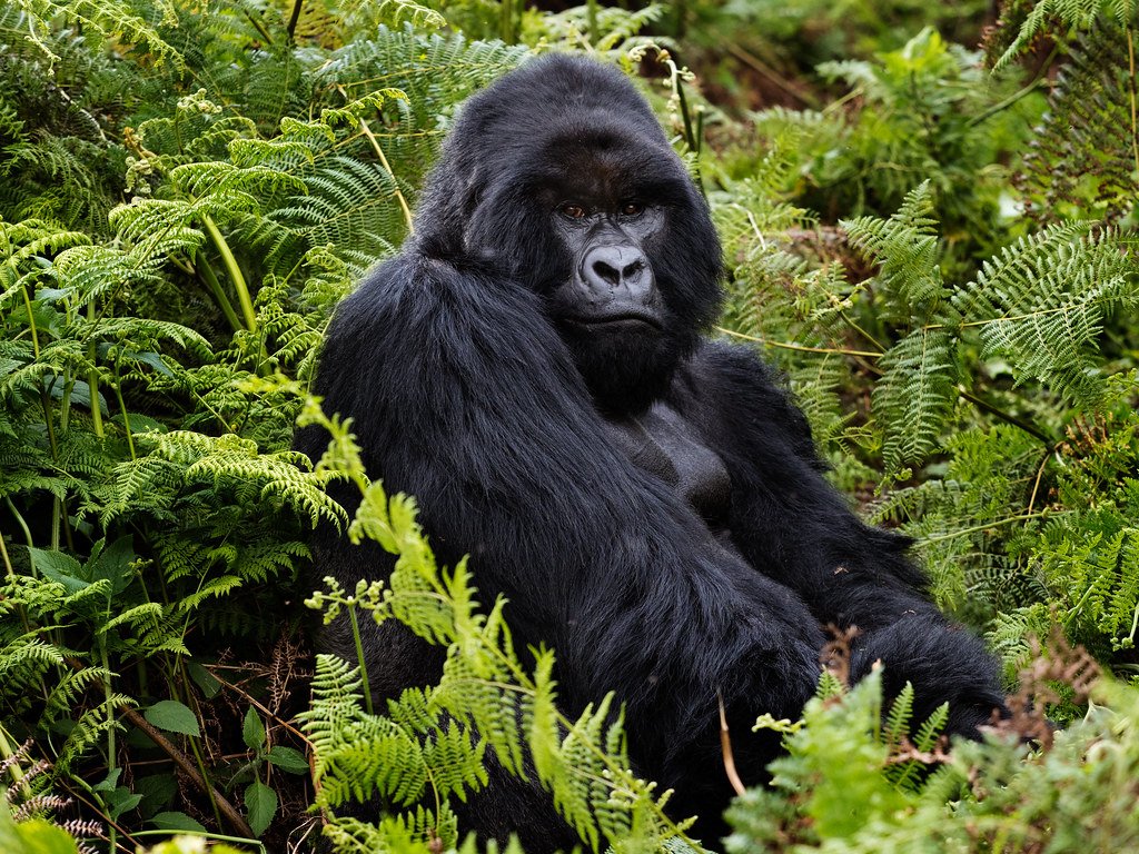 Gorilla Tours Rwanda