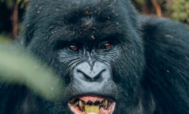 Rwanda gorilla trekking safari from Kigali to Volcanoes National Park