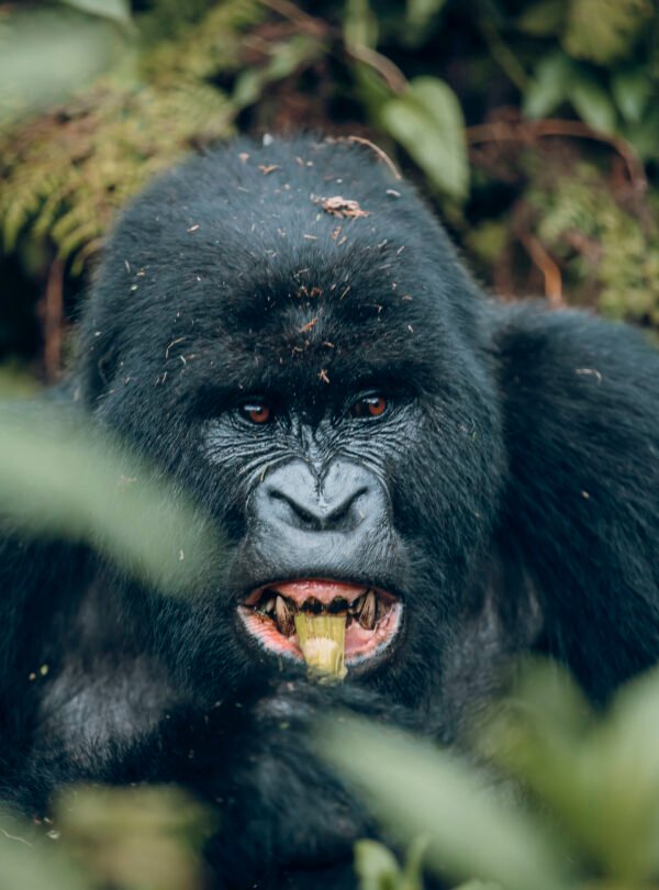 Rwanda gorilla trekking safari from Kigali to Volcanoes National Park