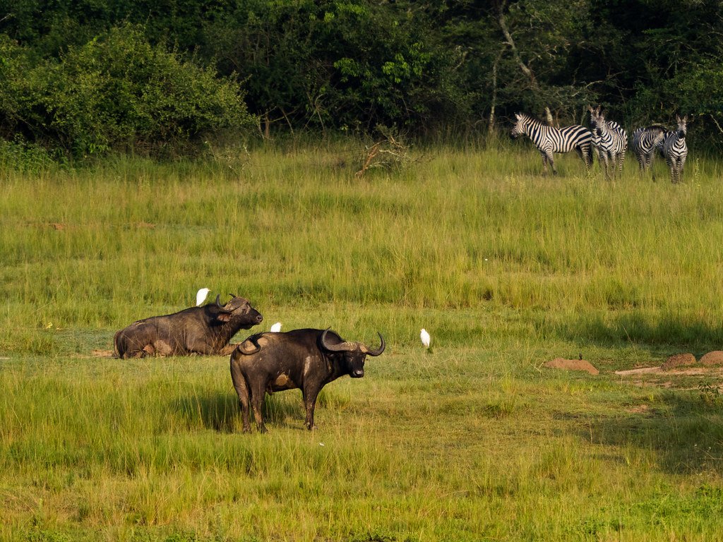Two buffalo grazing on the green plains of Akagera National Park, Rwanda, with zebras in the distance